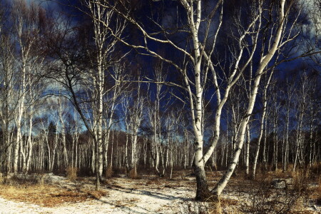 birch, nature, trees