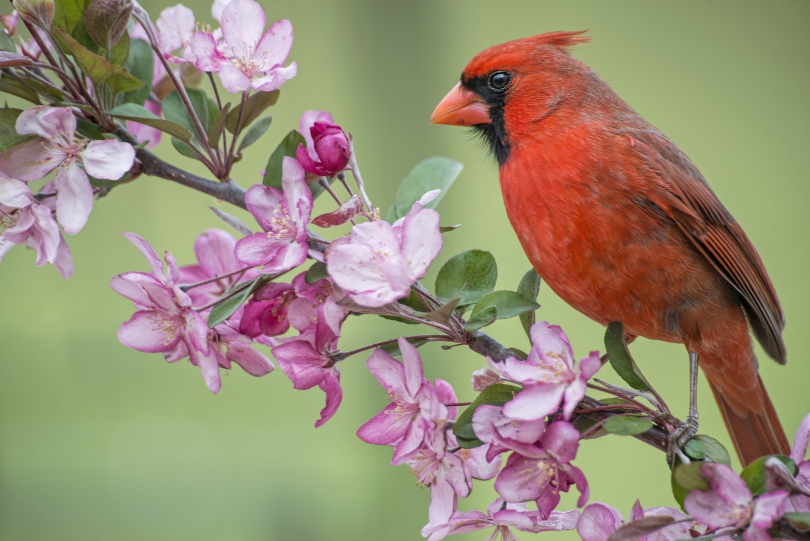 fiori, primavera, ramo, uccello, fioritura, Mela, cardinale rosso, cardinale