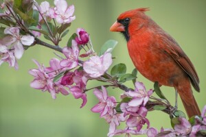 Pomme, oiseau, branche, cardinal, floraison, fleurs, cardinal rouge, printemps