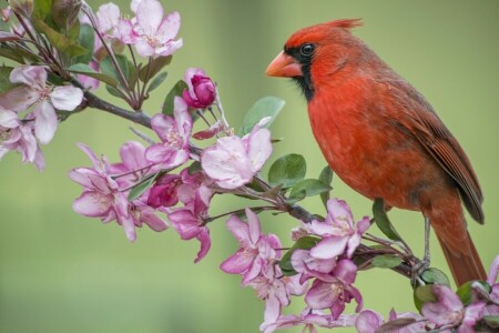 apple, bird, branch, cardinal, flowering, flowers, red cardinal, spring