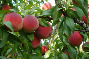 ramas, Fruta, hojas, Duraznos, árbol