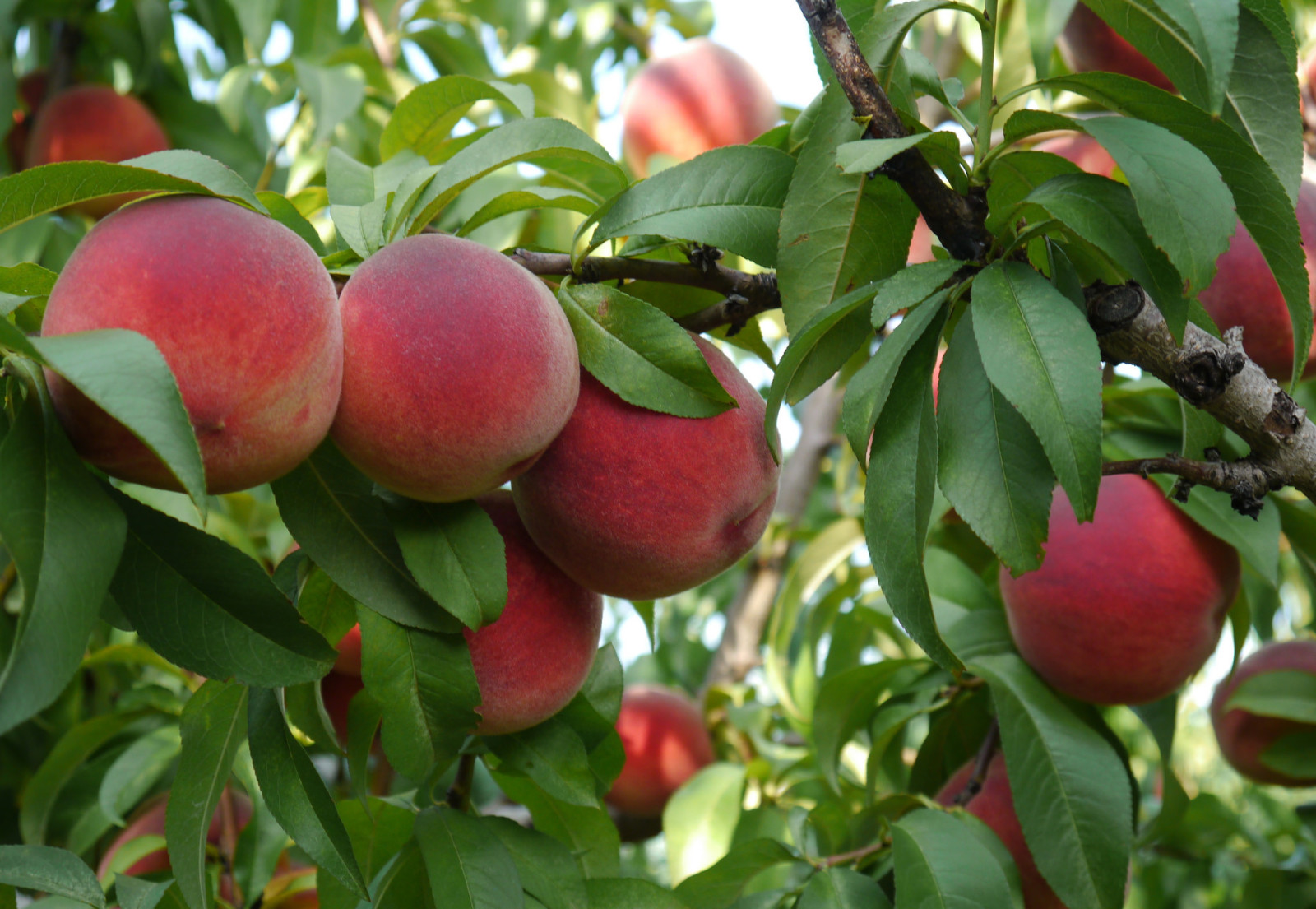 boom, takken, bladeren, perziken, fruit