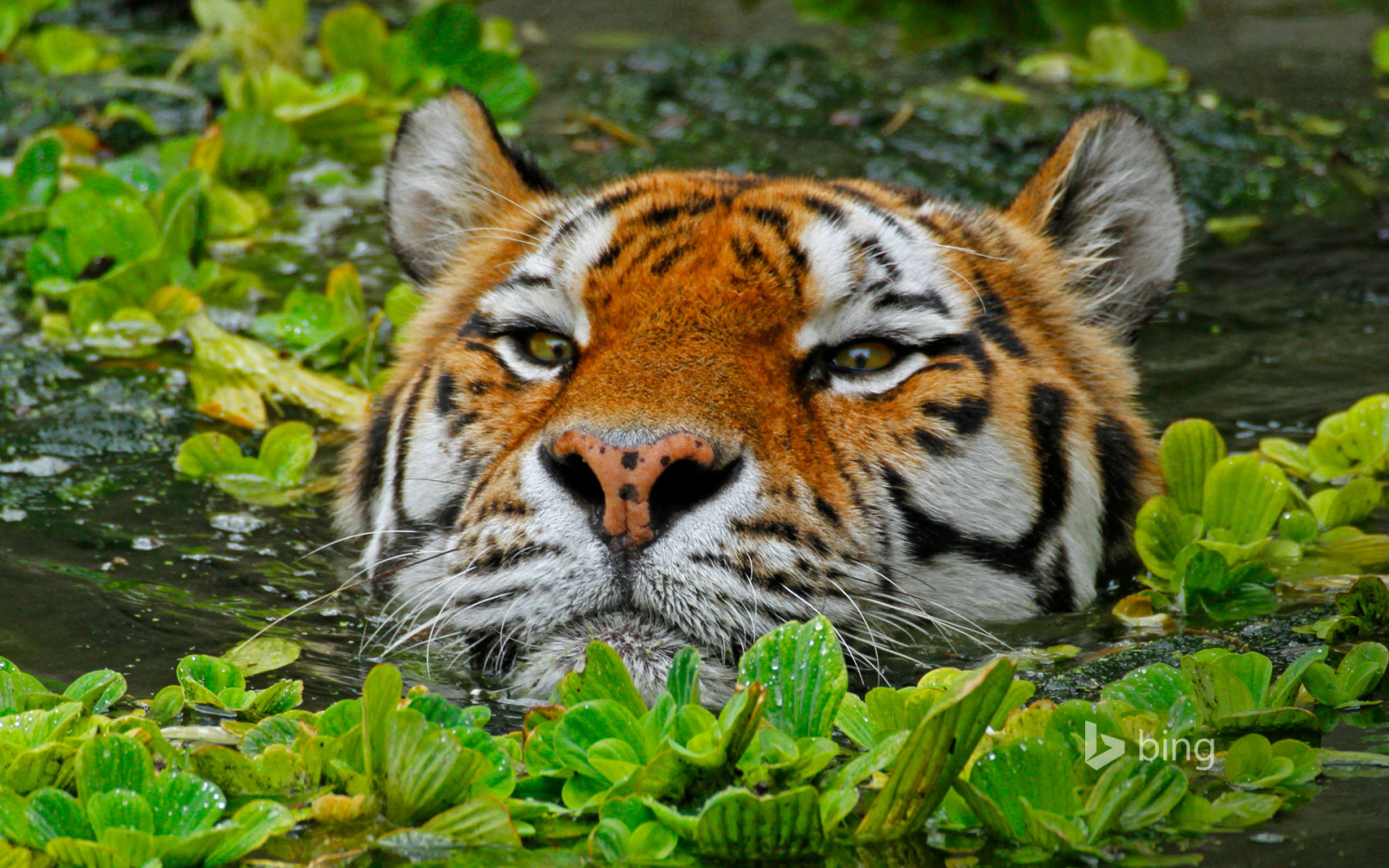 Belgien, Zoologisk have, Antwerpen, Amur-tigeren