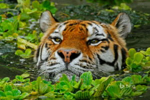 Antwerpen, België, de Amoer-tijger, dierentuin