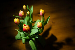 achtergrond, bloemen, tulpen