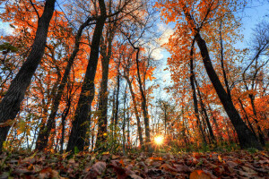 herfst, Woud, bladeren, Rays, de lucht, de zon, bomen