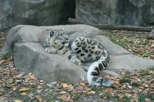 cat, IRBIS, leaves, snow leopard, stone