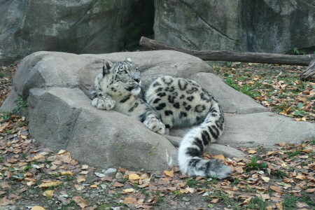 katt, IRBIS, löv, snöleopard, sten