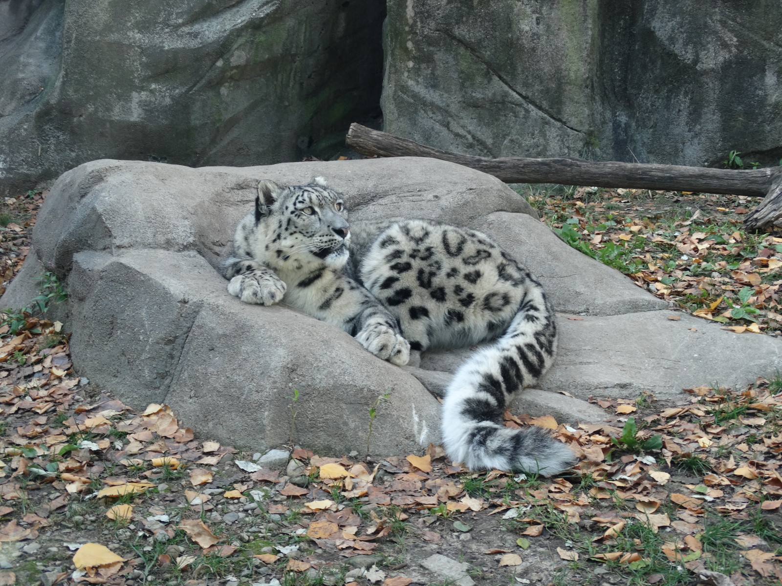 gato, hojas, Roca, IRBIS, leopardo de nieve