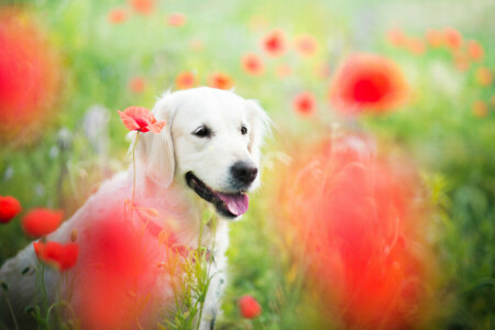 Animal, perro, campo, flores, Maki, naturaleza