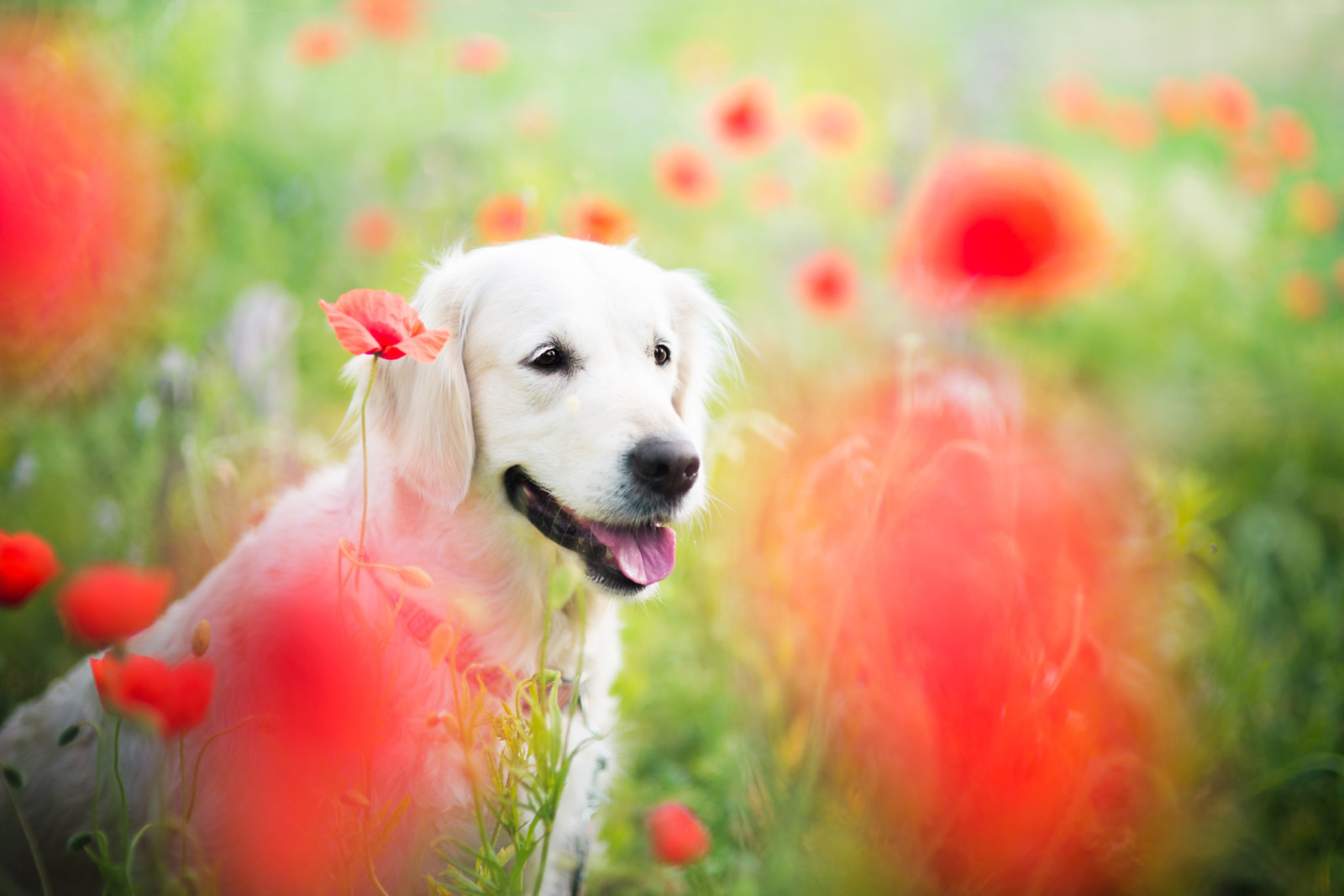 natur, hund, Djur, fält, blommor, maki