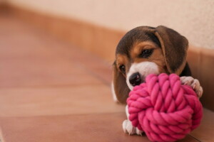 Beagle, cachorro, casa