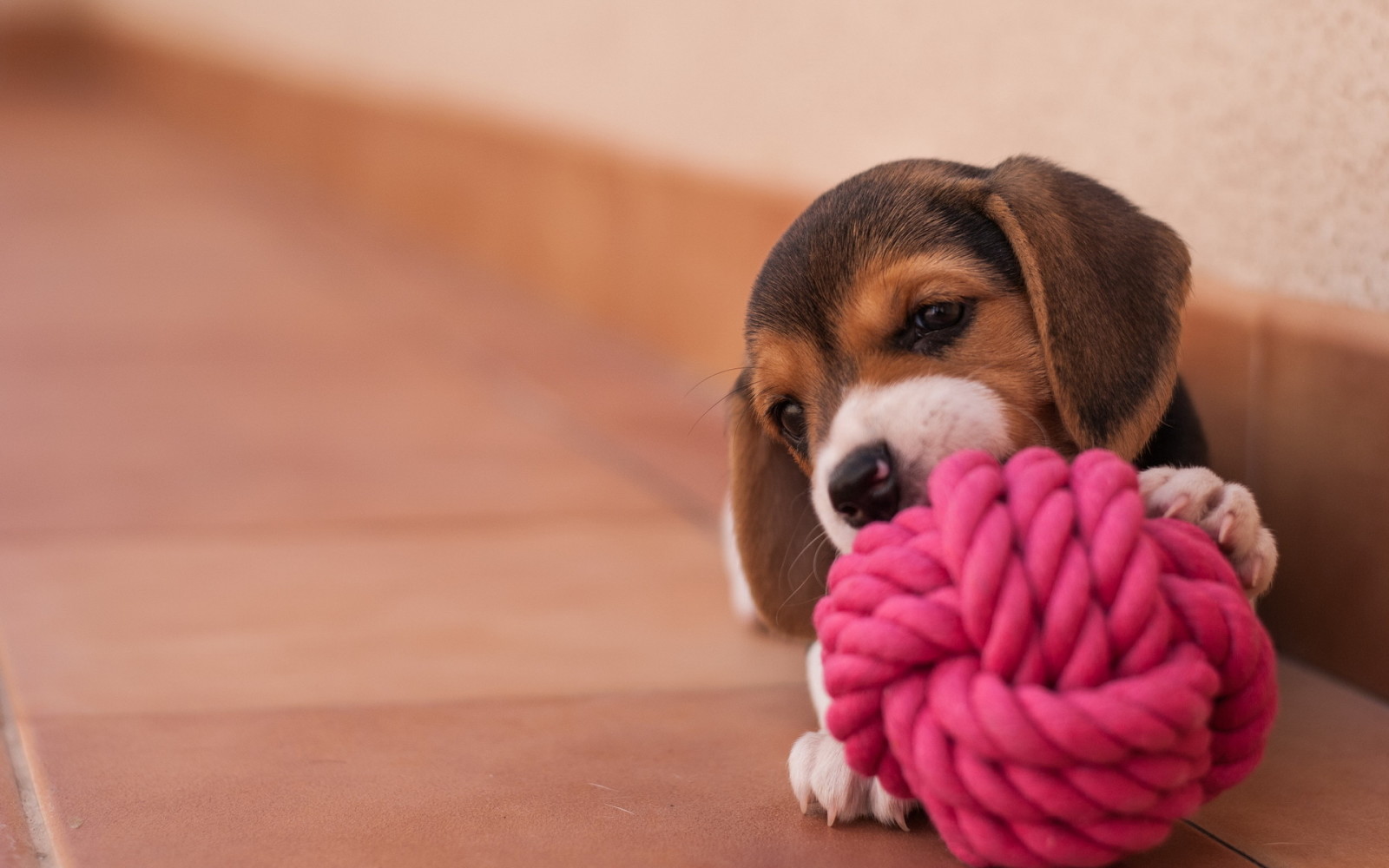 Hund, Haus, Beagle