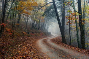 outono, névoa, floresta, estrada