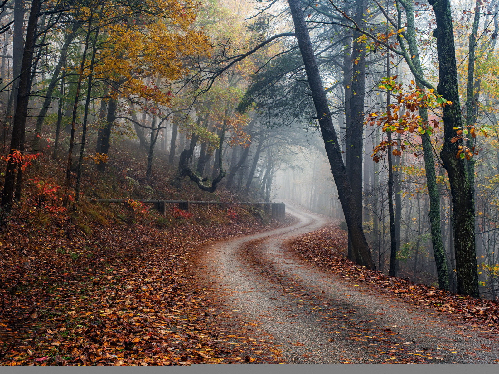 autunno, foresta, strada, nebbia