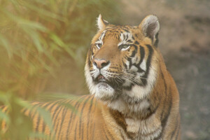 background, branches, leaves, tiger