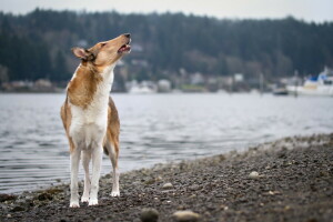 hond, elk, kijken