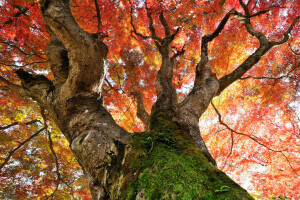 autumn, crown, leaves, moss, tree, trunk