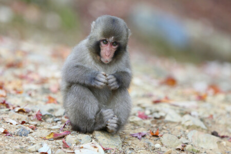 a snow monkey, Japanese macaques, leaves, sitting