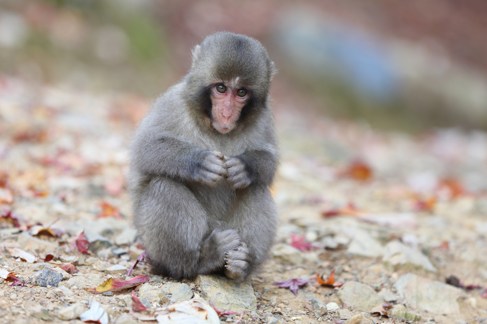 sitting, leaves, Japanese macaques, a snow monkey