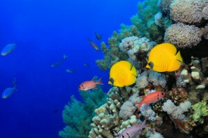 corals, fish, sea