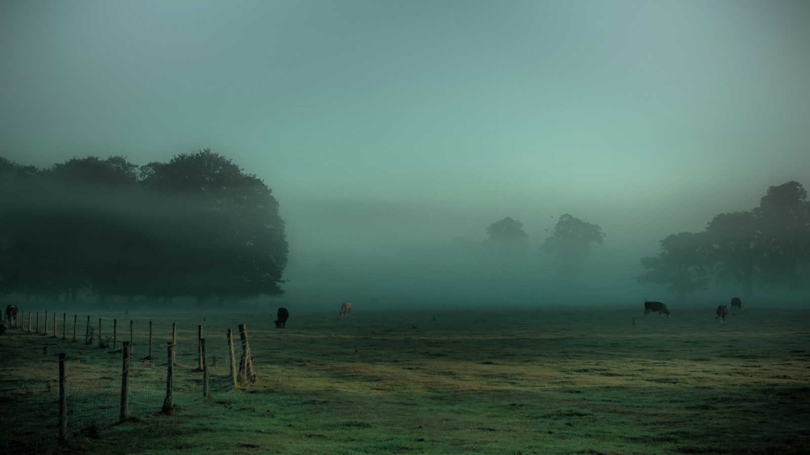 Gras, Bäume, Wiese, Nebel, der Zaun, Kühe