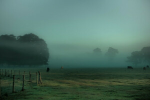 koeien, mist, gras, weide, het hek, bomen