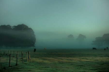 cows, fog, grass, meadow, the fence, trees