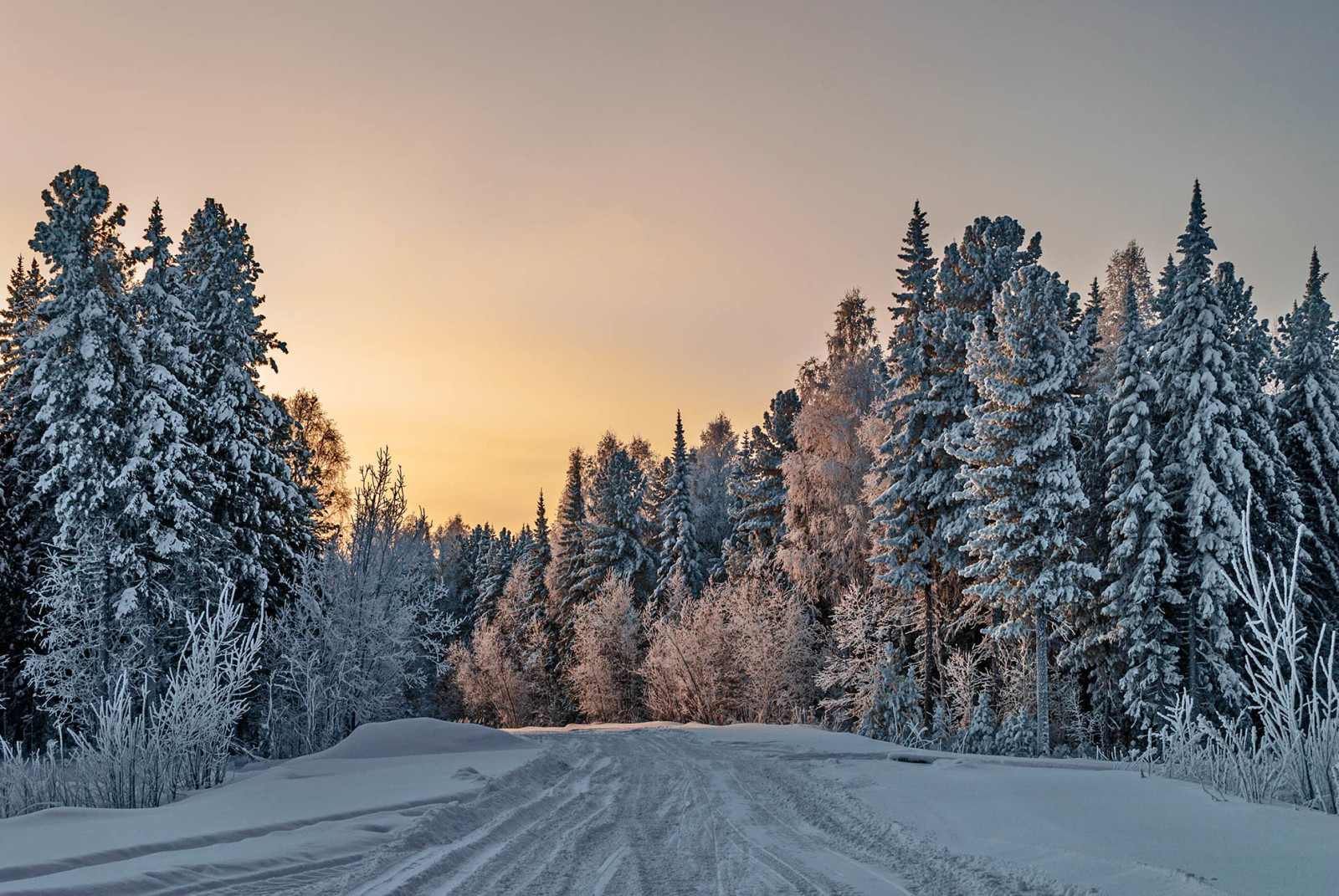 foresta, inverno, strada