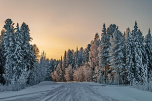 forest, road, winter