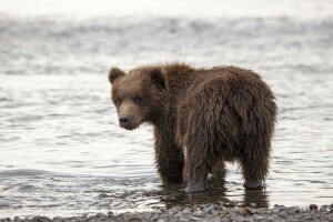 Hintergrund, Bär, Natur