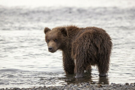 fundo, Urso, natureza