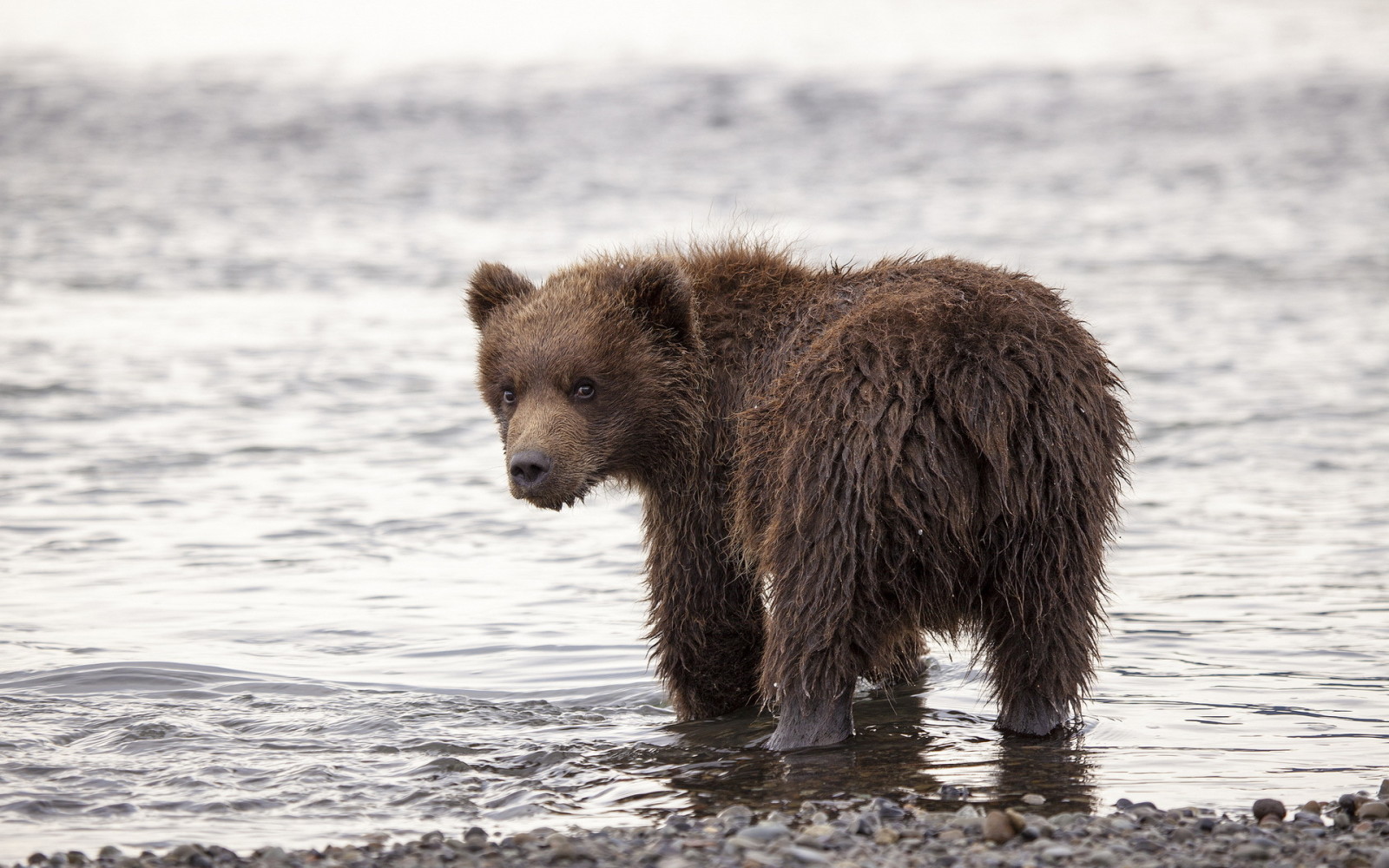 la nature, Contexte, ours