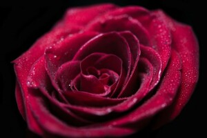 gotas, flor, macro, pétalas, vermelho, rosa