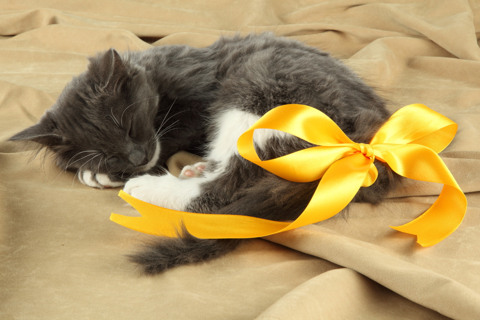 cat, bow, stay, sleep