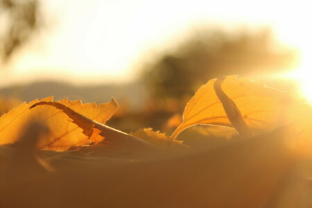 herfst, bladeren, natuur