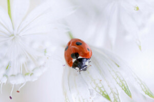 escarabajo, flor, insecto, mariquita, pétalos