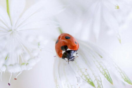 scarafaggio, fiore, insetto, coccinella, petali