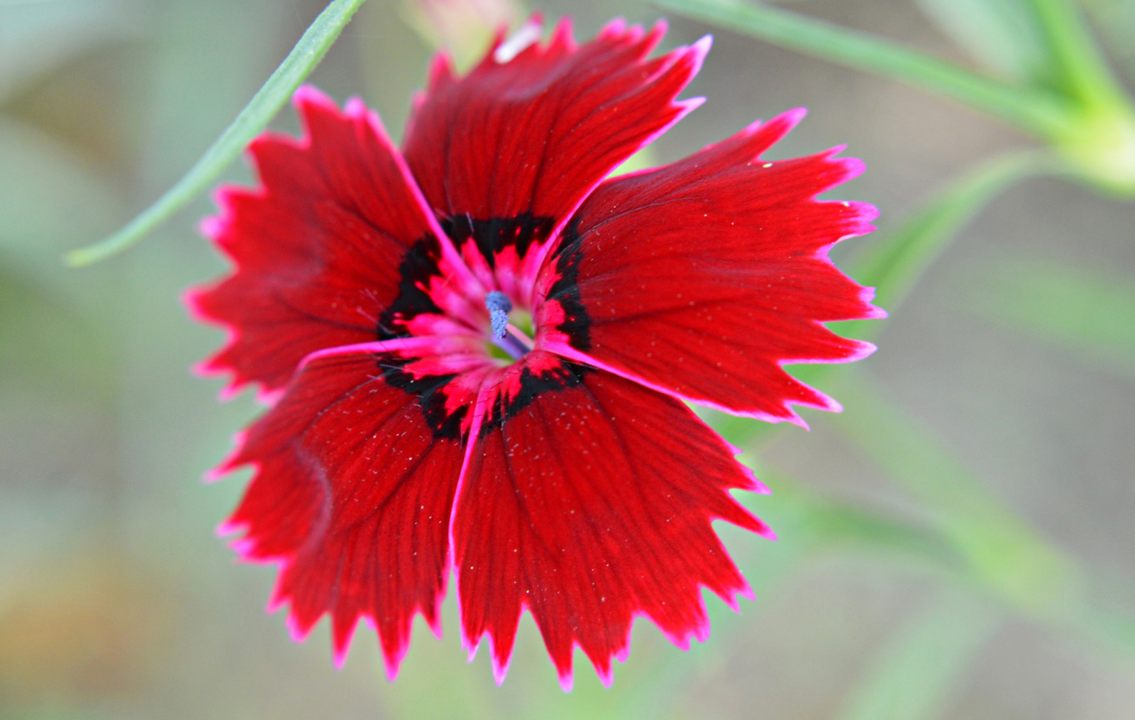 Natur, Blume, Blütenblätter, Chinesische Nelke