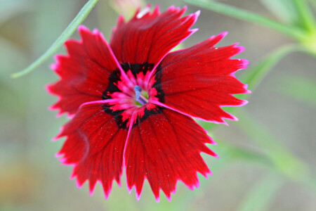 Kinesisk nejlika, blomma, natur, kronblad