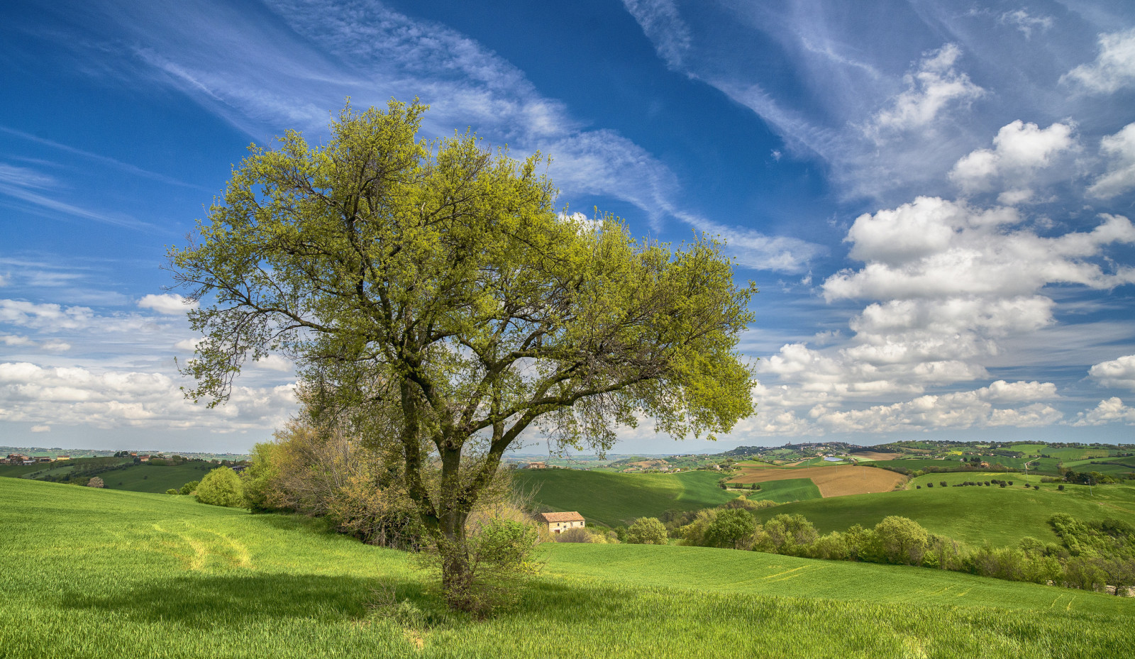 arbre, maison, champ, printemps, Italie, collines