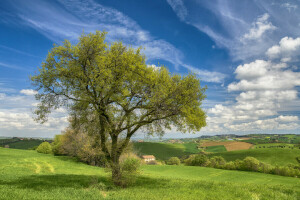 field, hills, house, Italy, spring, tree