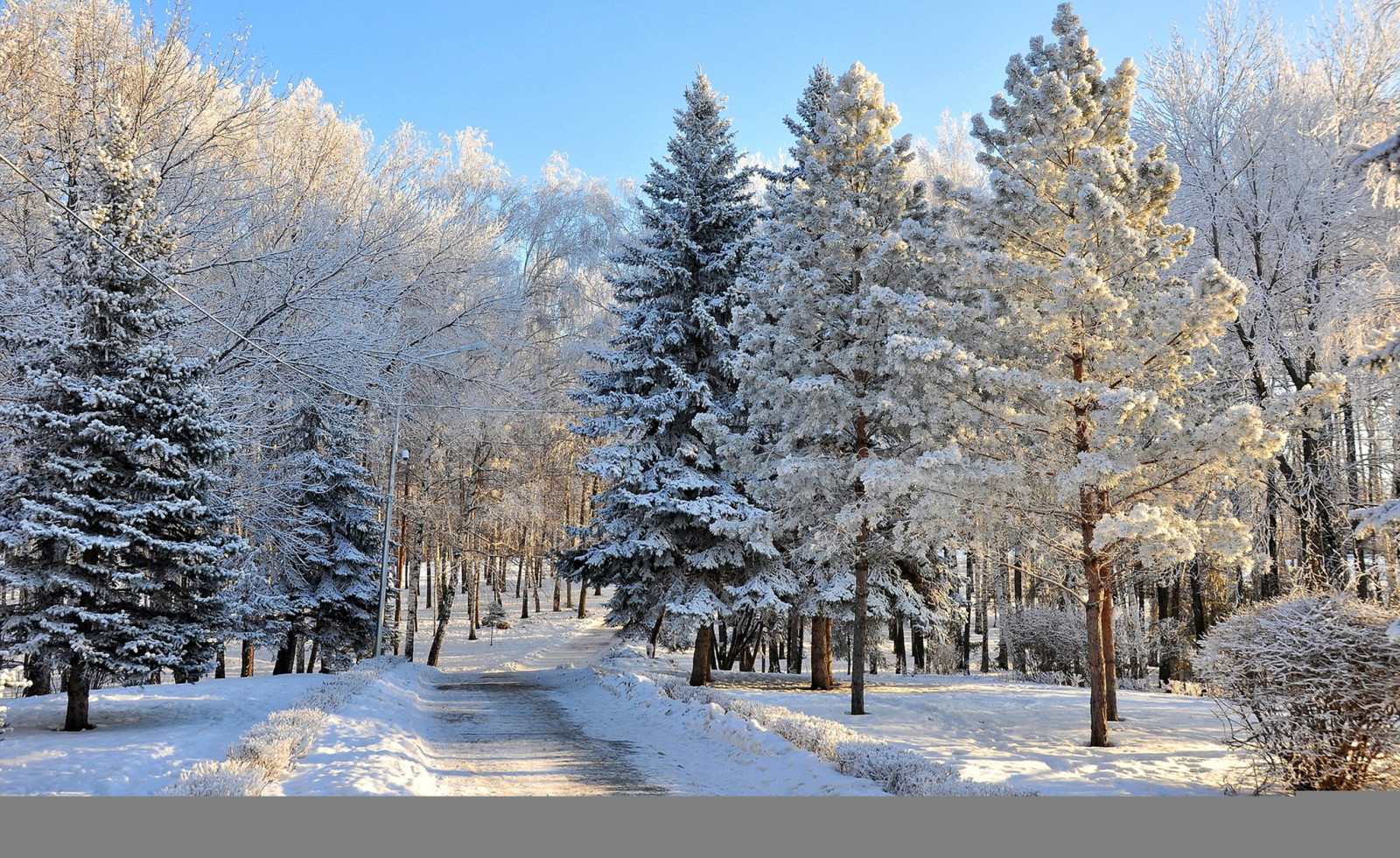 snö, skog, natur, vinter-, träd, Foto