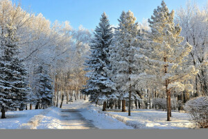 skog, natur, Foto, snö, träd, vinter-