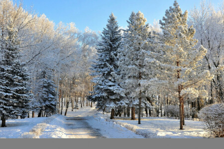 foresta, natura, foto, neve, alberi, inverno