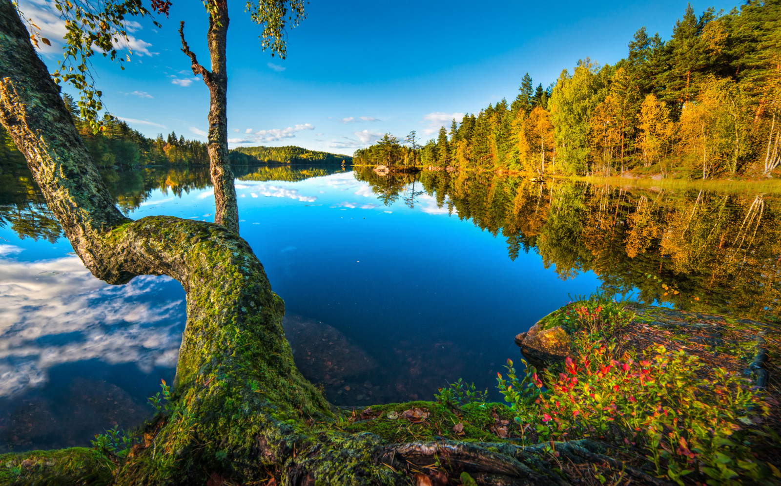 träd, höst, skog, sjö, reflexion, Norge, fri, Buskerud