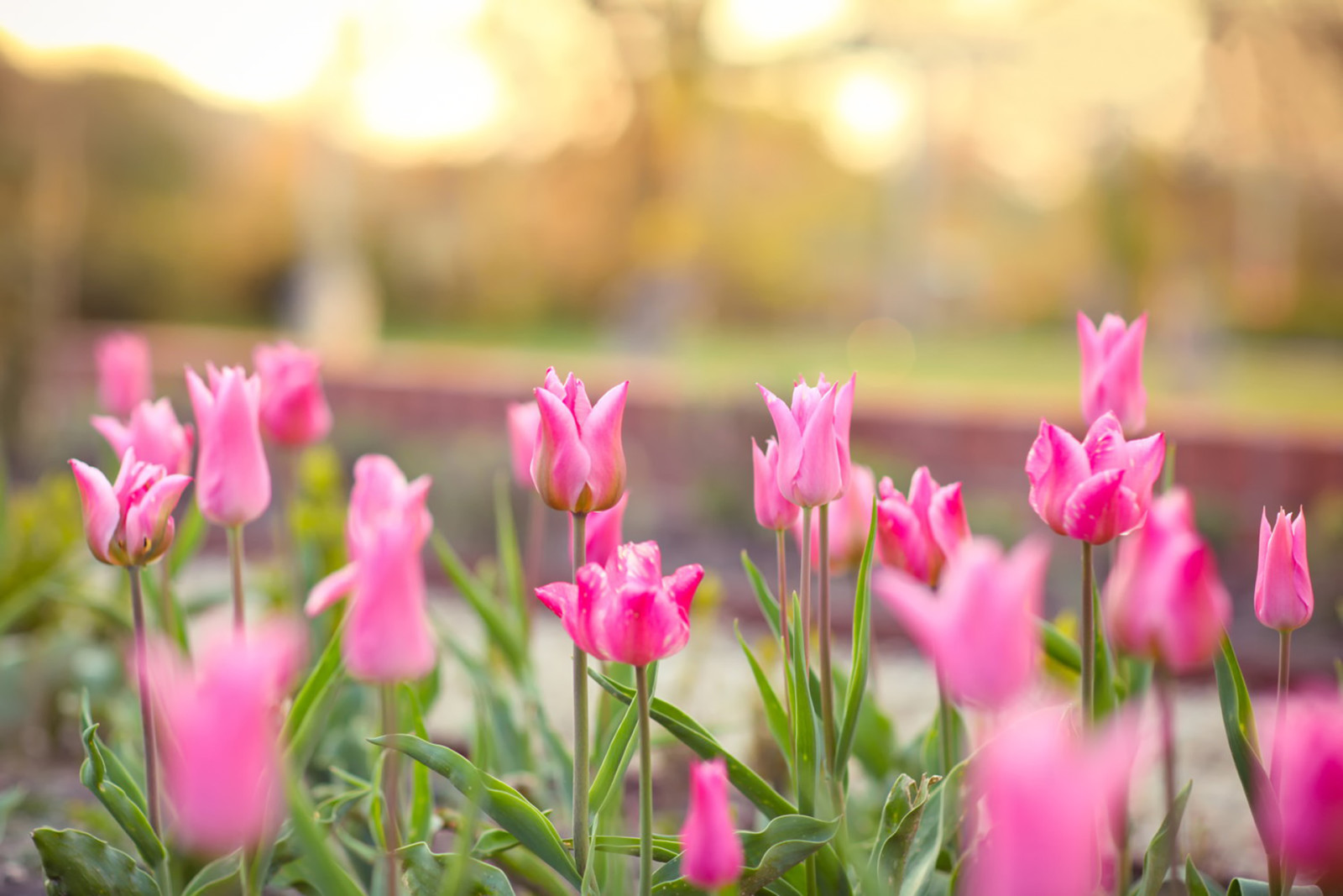 bokeh, růžový, jaro, tulipány, záhon