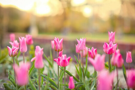 bokeh, blomsterseng, lyserød, forår, tulipaner