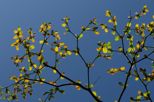 efterår, afdeling, blade, himlen