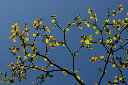 herfst, Afdeling, bladeren, de lucht